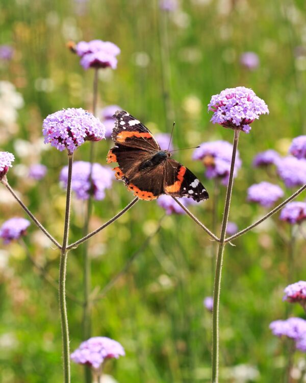 Verbena bonariensis
