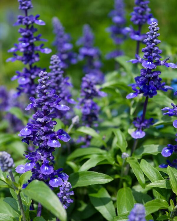 Salvia
