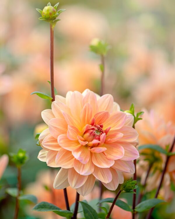 Dahlias