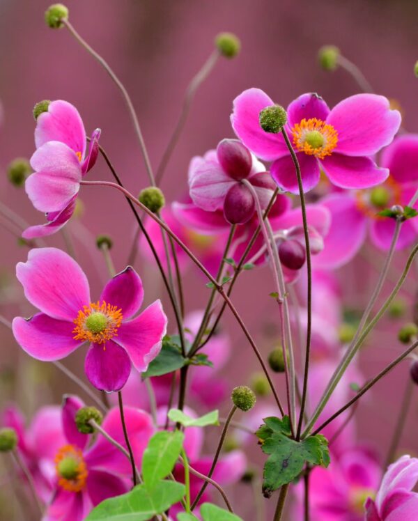 Japanese Anemone