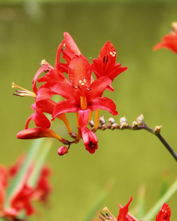 Crocosmia