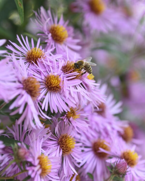 Aster