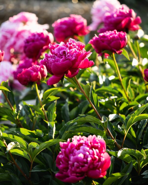 peony-flower-
