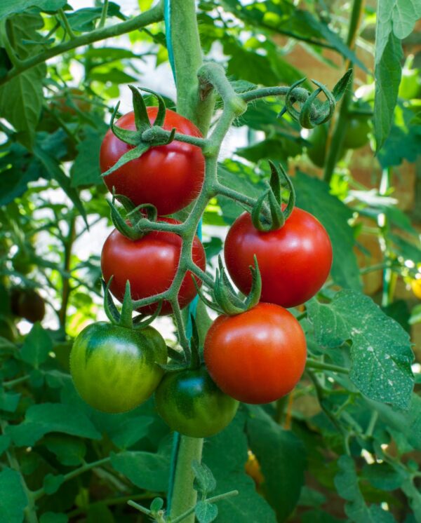 storing-seeds-tomatoes