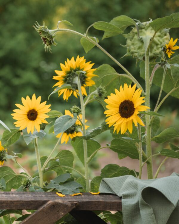 Sunflowers